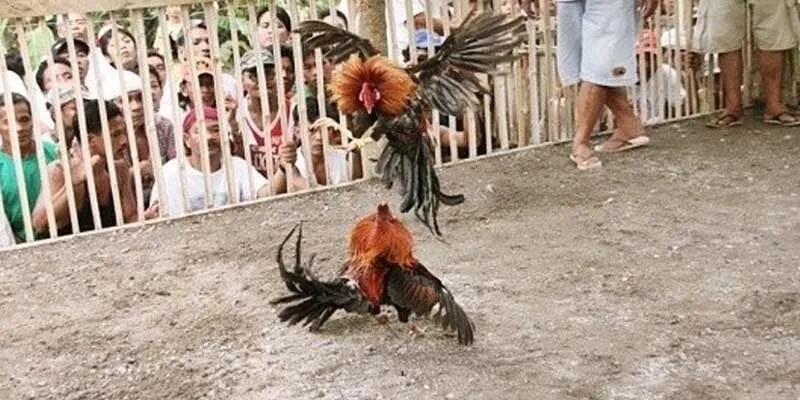 Giới thiệu chi tiết các loại hình đá gà tại Hitclub